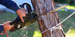 How Our Tree Care Process Works  in  Rancho Alegre, TX