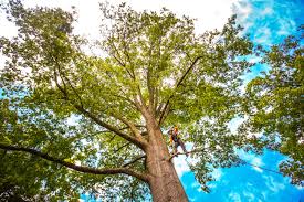 Rancho Alegre, TX Tree Care Services Company